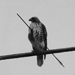 the birds don't sing, they scream in pain - Single