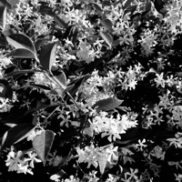 A Taste of Spring - Single - Microlot