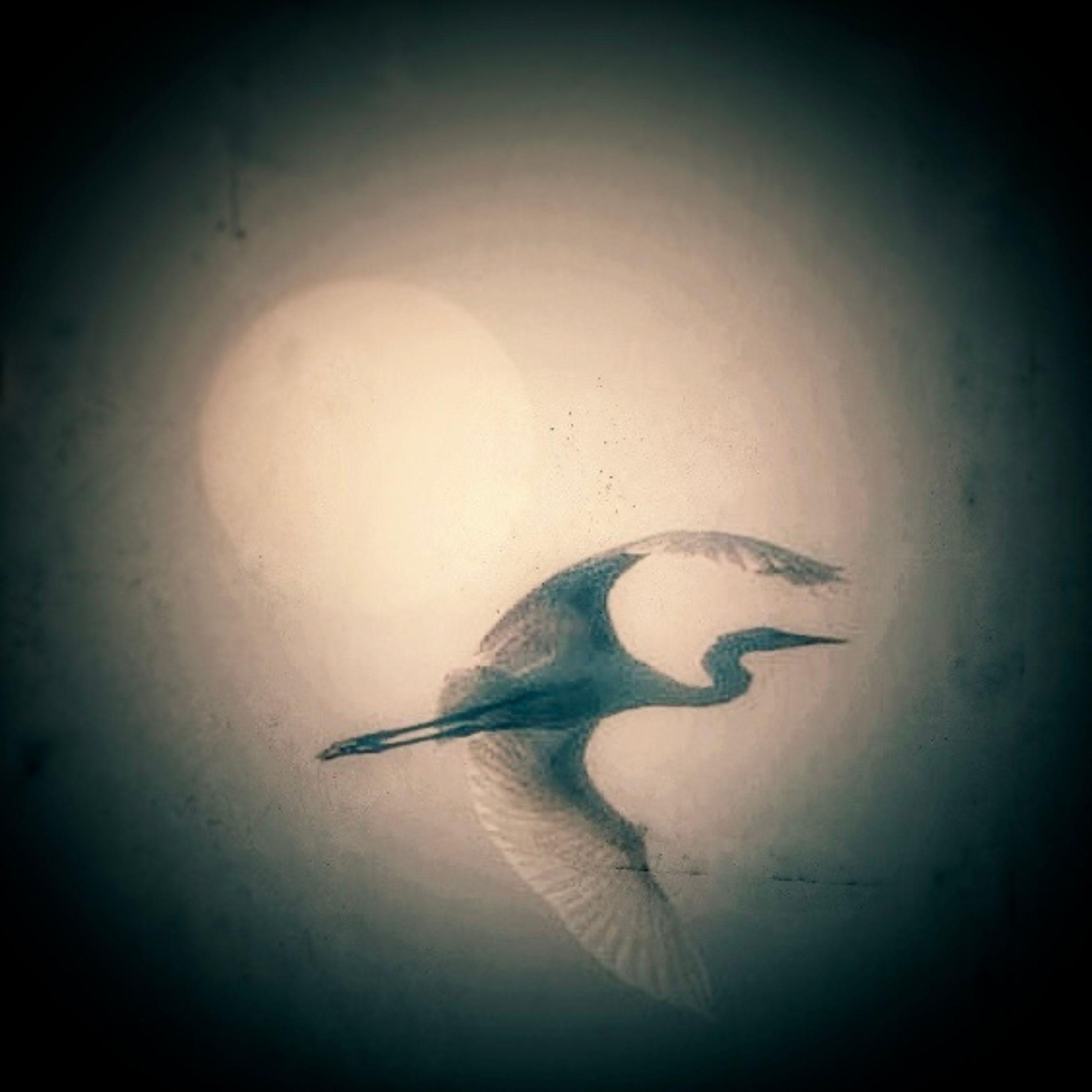 Heron flying - Single