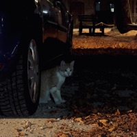 Tigresse (feat. Kozu) - Single - PneufUn-1