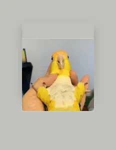 Hideaki Utsumi을(를) 듣고, 뮤직 비디오를 보고, 약력을 읽고, 투어 일정 등을 확인하세요!
