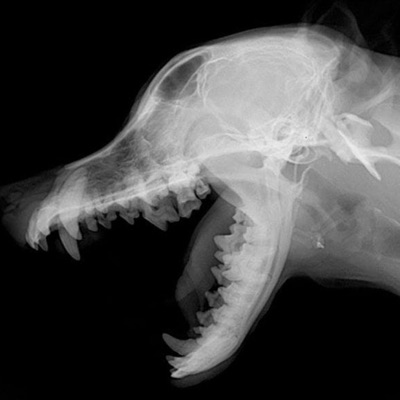 back that #dogpound - Single