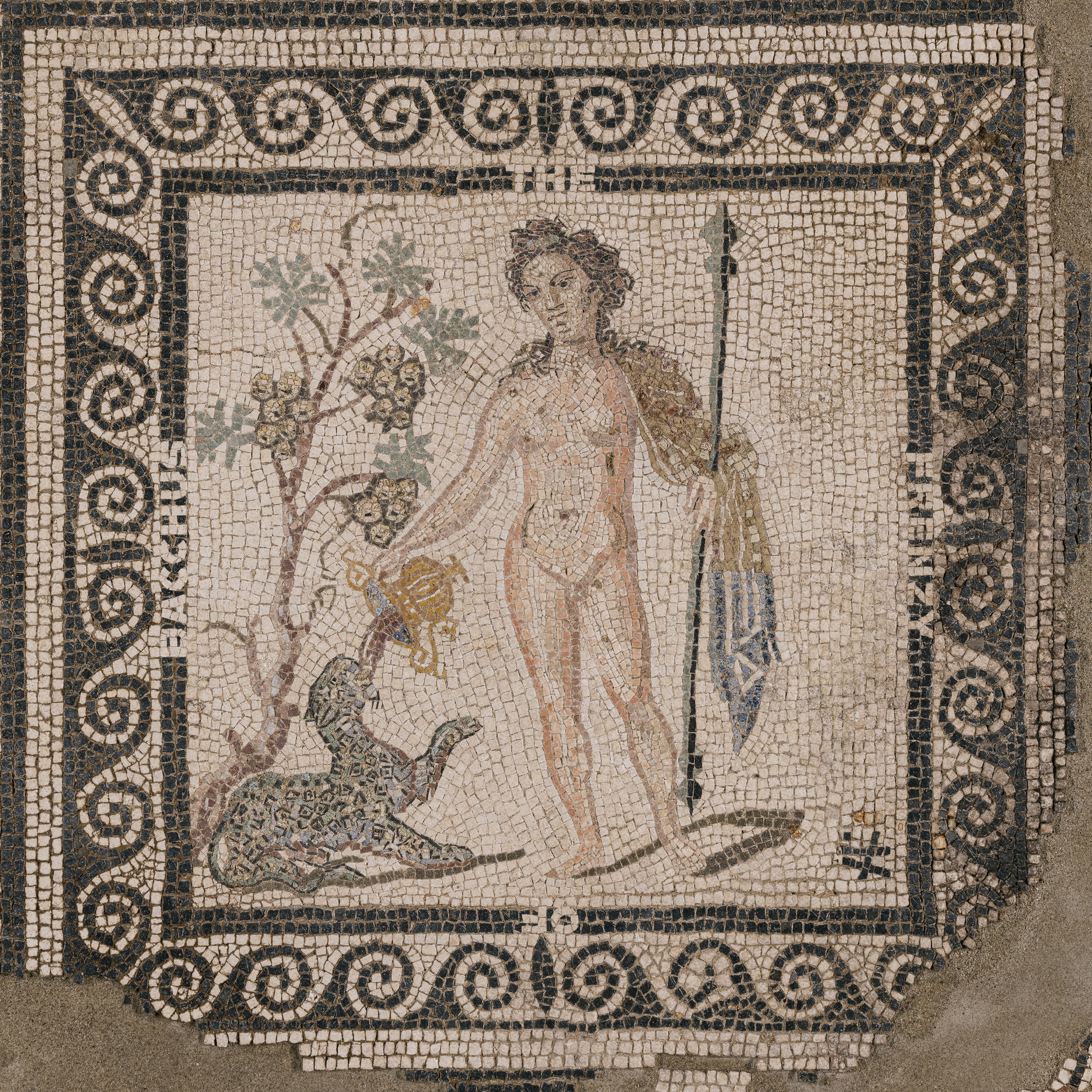 The Frenzy of Bacchus