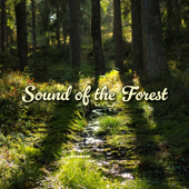 Sound of the Forest