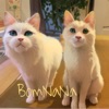 Icon BomNaNa - Single