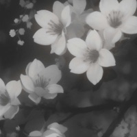 meaning - Single - 68+1