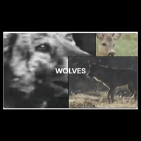 wolves - Single - babyKanine