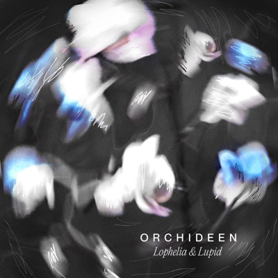 Orchideen - Single