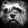 Intrepid - Facundo vido