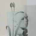Розы