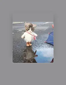 Listen to No Jamba, watch music videos, read bio, see tour dates & more!