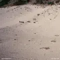 The Right Line