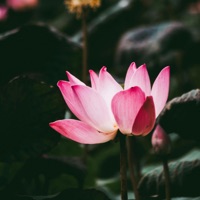 I'll Be Your Man - Single - Khwezi