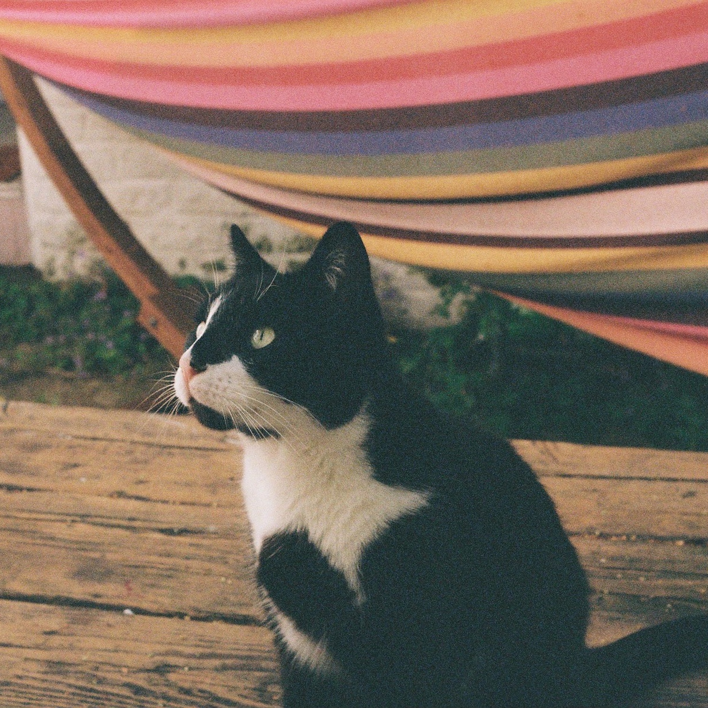 Yellow Bellied Kingbird - Single