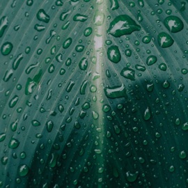 Hamba Kancane splatik & Faus.