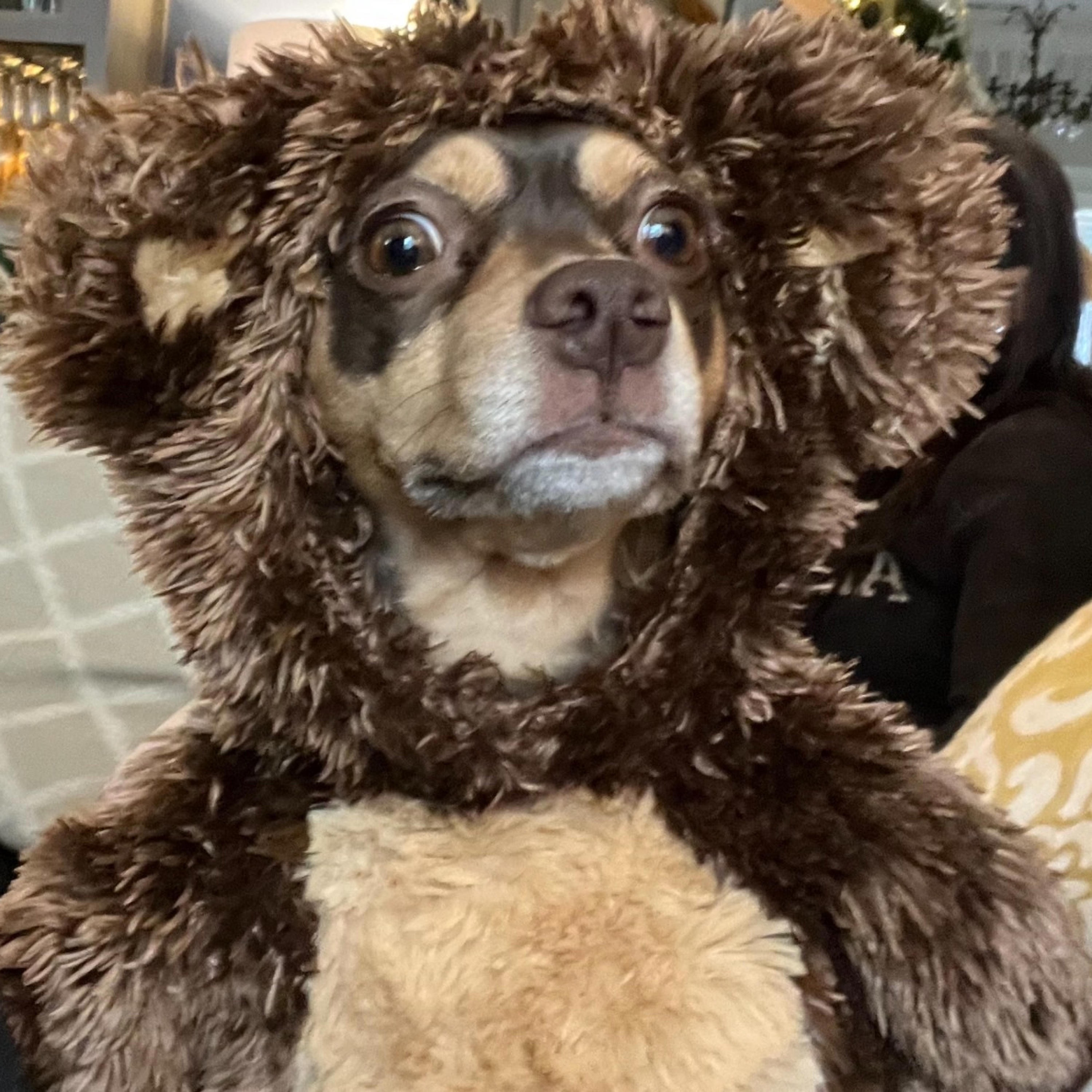 deer in the headlights - Single