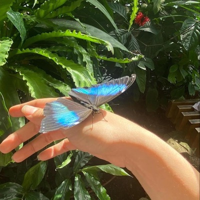 Butterfly 2 - Single