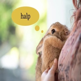 hy i killed grace ash58