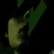 ZOMBI - monarkhy lyrics