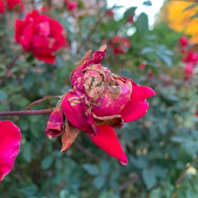 A Rose is a Rose - Single