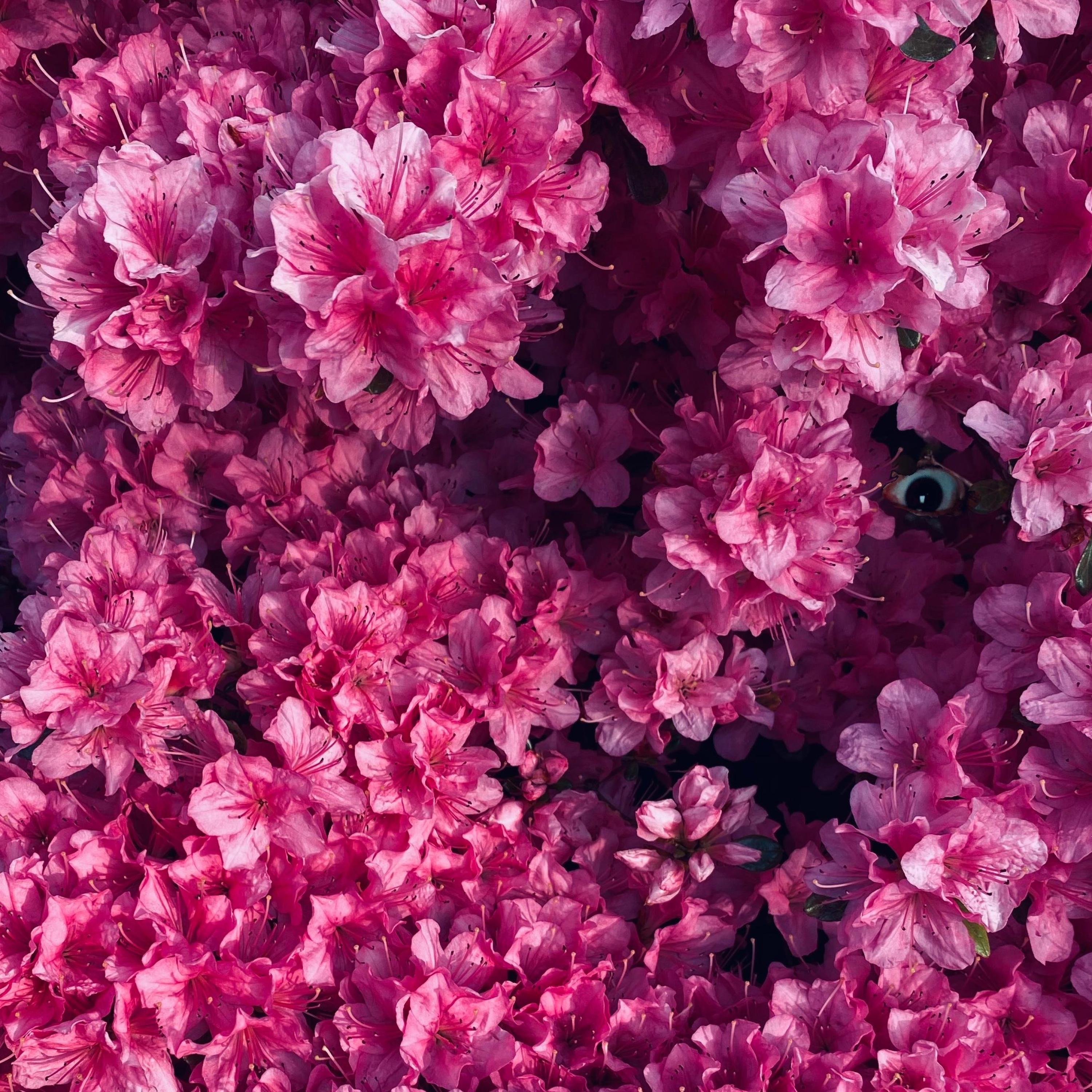 Body In The Backyard - Single