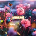 Dandelions