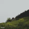 Hazel