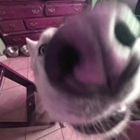 hello! hello! - Single - reidnn