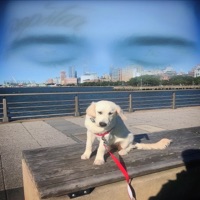 Gods Time/Stars Decide - Single - Dog *Popstar*