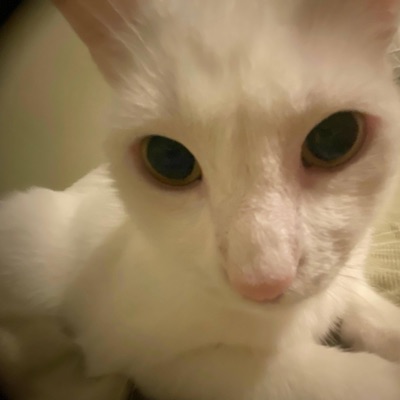 Turkeyman Freestyle 3 - Single