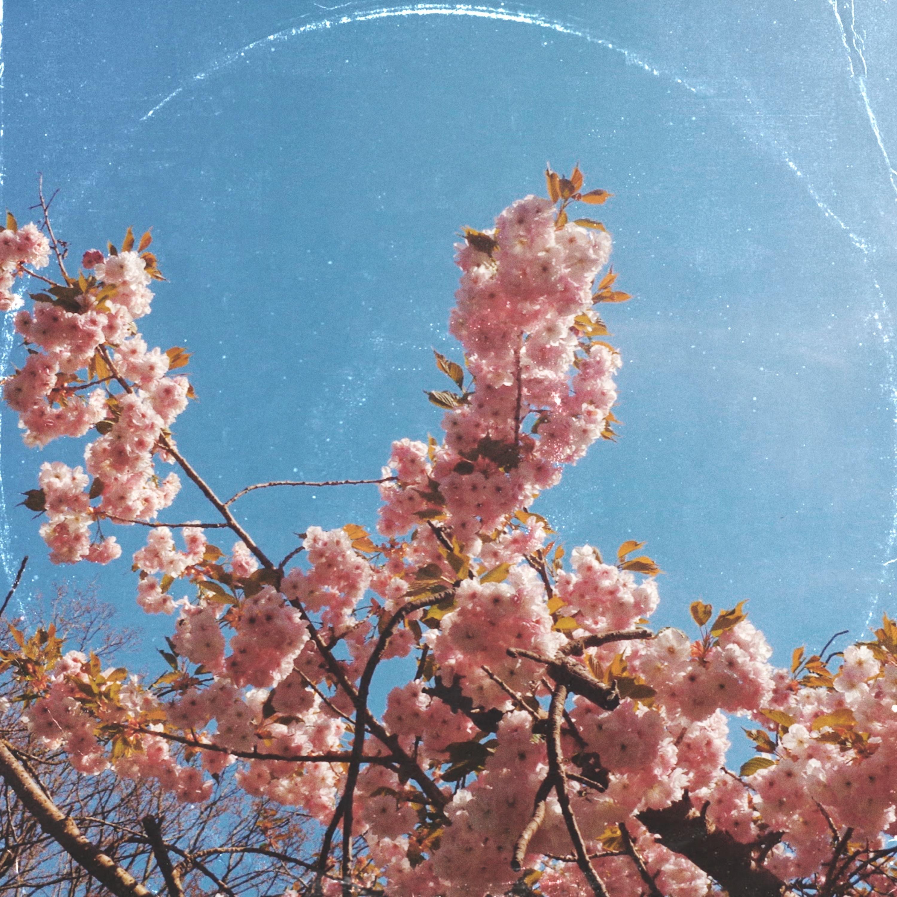 Cherry blossom - Single