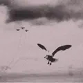 motion