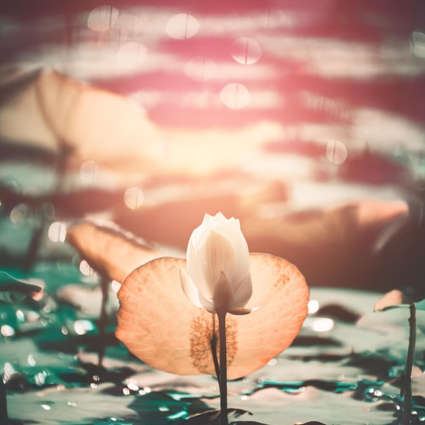 Luminous Stillness from the Soul