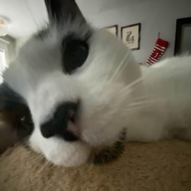 learning how to lose AVXiD & p!nkcasperr