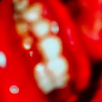 CARNE MUERTA - Single - ÈL GINGER*