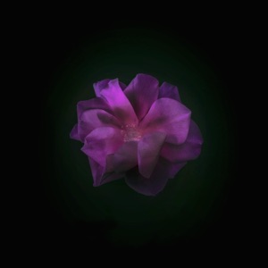 Delicate Harmonies - EP
