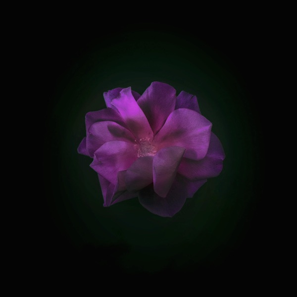 Delicate Harmonies - EP