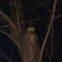 The Trials - Single - Don Bloom