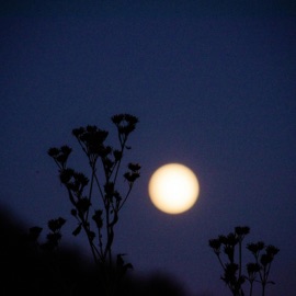 late night walks herman.