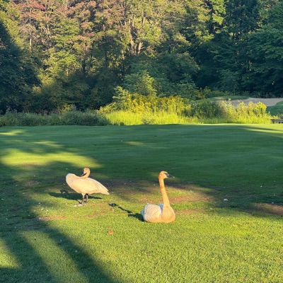 Here to stay - Single