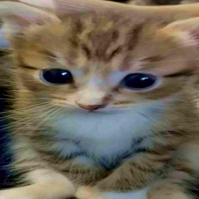 ueberall sind bugs x (feat. n3vio) - Single