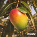 Mango Tree