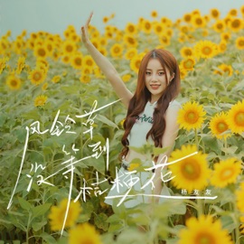 风铃草没等到桔梗花 (DJ九零版) 杨友友