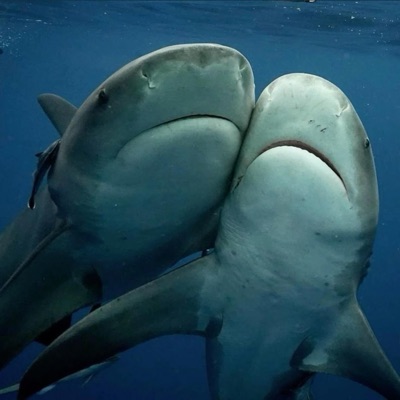 Freerob - Love potions Extended outro (slowed)