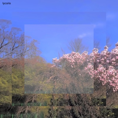 lycoris