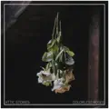 Colorless Roses