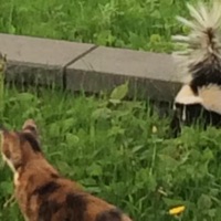 GALLERY (feat. TRAPMAT SAVIOR & Third Cure) - Single - Forest N/A