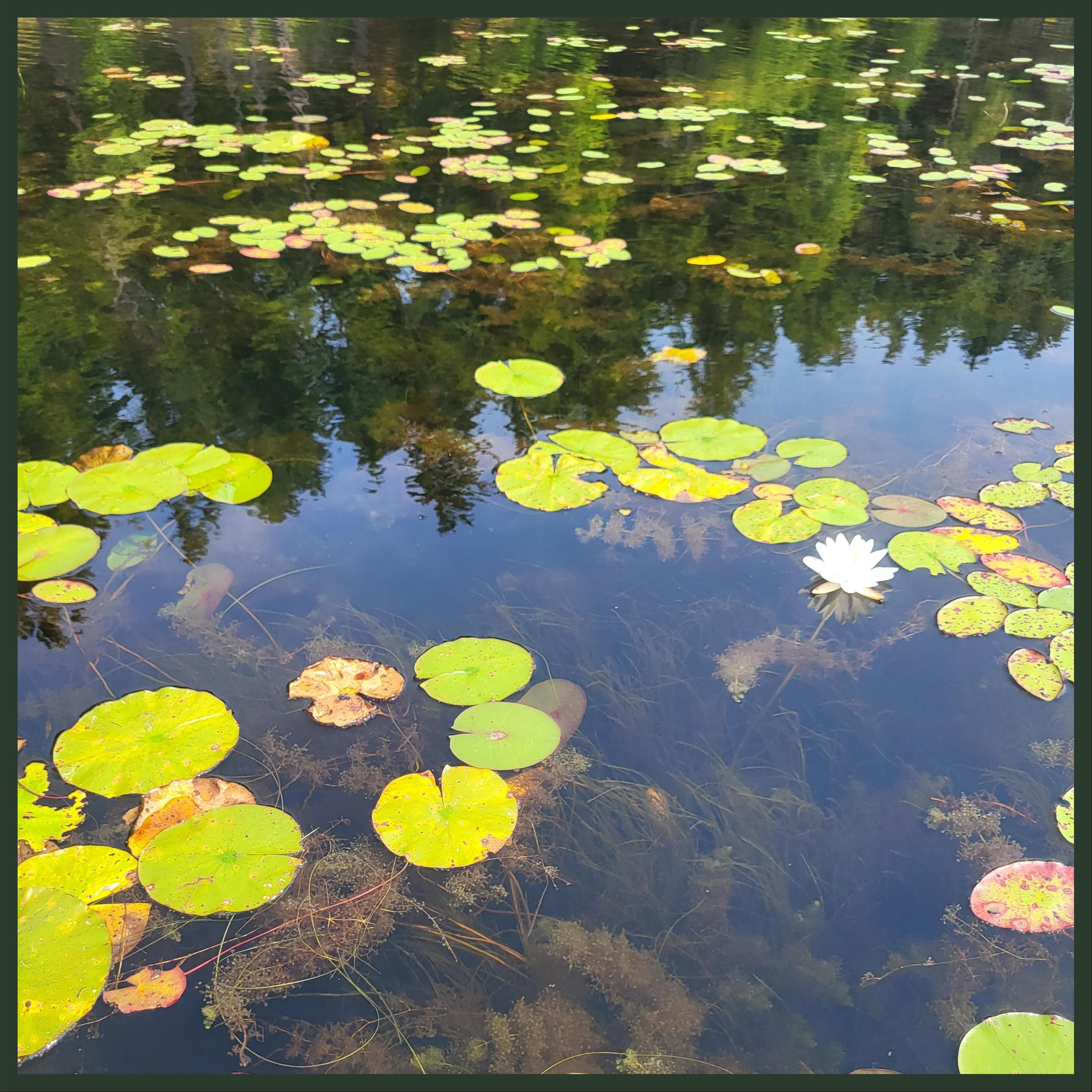 Algae Boats - Single