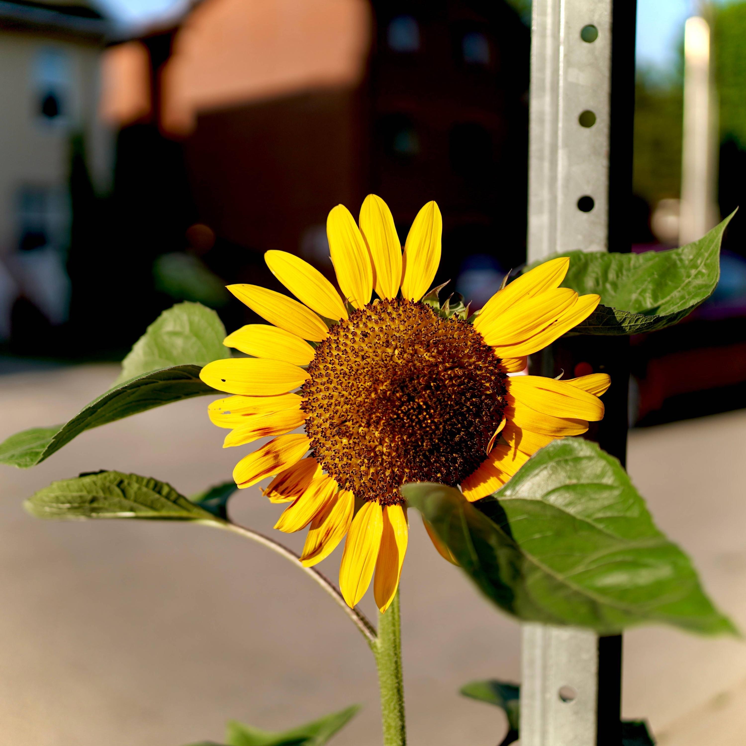 Ghibli Acoustic Covers "Kiiro" - Single