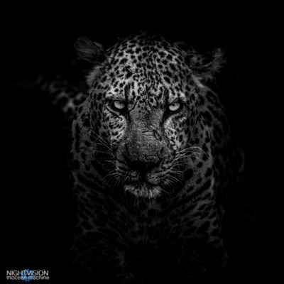 NIGHTVISION